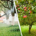 Kirbud ei puutu enam kunagi õunapuude külge: tõhus kahest komponendist koosnev lahendus Kirbud ei puutu enam kunagi õunapuude külge: tõhus kahest komponendist