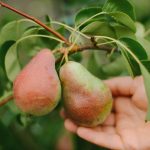 Kuidas pirnipuud õigesti kärpida, et saada suur saak: aednike nõded Kuidas pirnipuud õigesti kärpida, et saada suur saak: aednike nõded