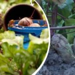 Lihtne tegevus augustis: aednik jagas, kuidas muuta peet magusaks ja mahlakaks Lihtne tegevus augustis: aednik jagas, kuidas muuta peet magusaks ja