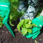 Millal sügisel maasikaid istutada, et kevadel marju korjata: olulised reeglid Millal sügisel maasikaid istutada, et kevadel marju korjata: olulised reeglid